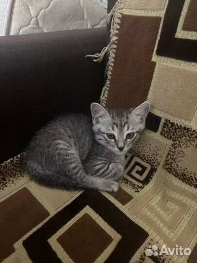 Котенок в дар бесплатно