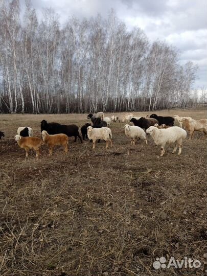 Овцы бараны