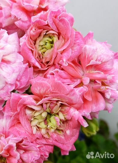 Пеларгония RushmoorAvon