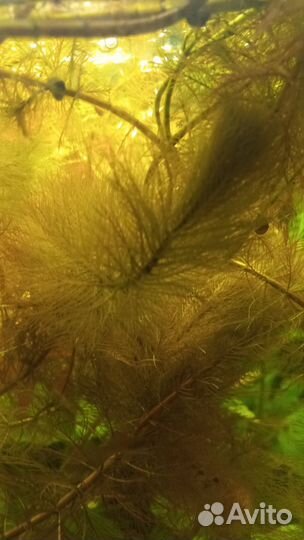 Перистолистник рорайма, анубиус 2 кустика