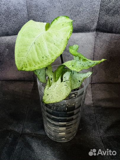 Сингониум Фреклесс