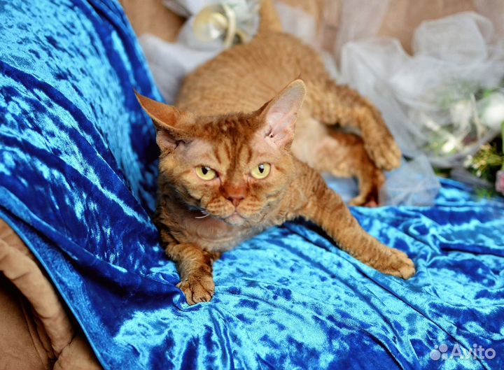 Шикарный кот