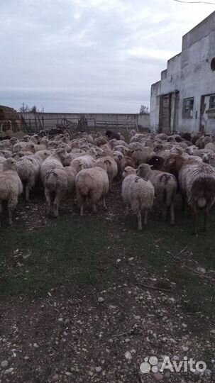 Овцы бараны матки ягнята
