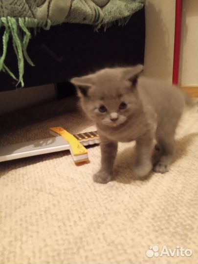 Шотландские котята