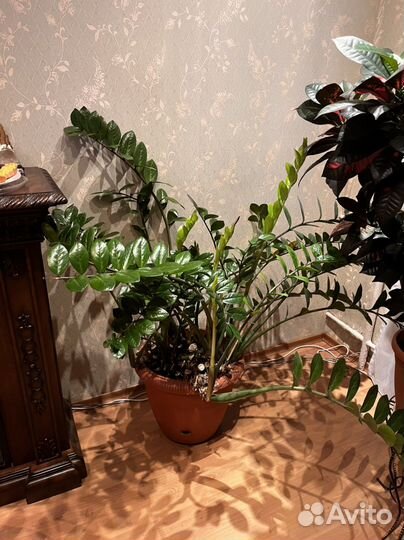 Замиокулькас