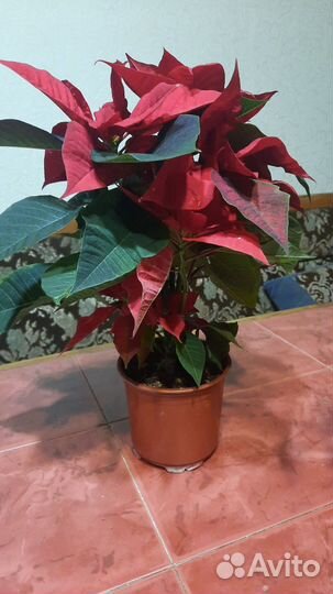 Цветок пуансеттия
