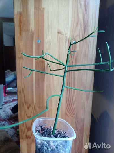 Эуфорбия тирукалли