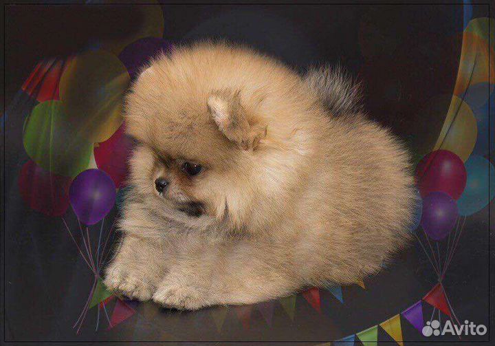 Померанский шпиц медвежьего типа мини