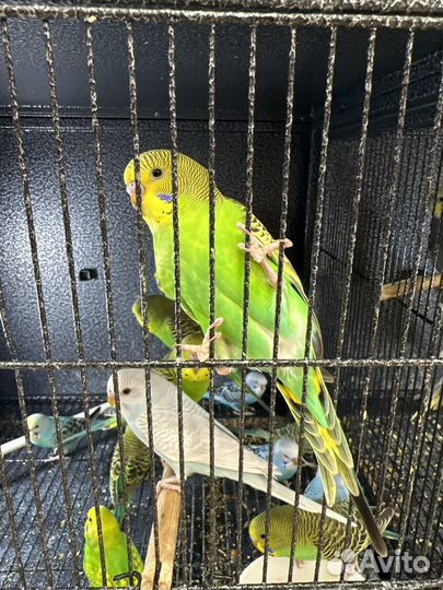 Поппугай волнистый