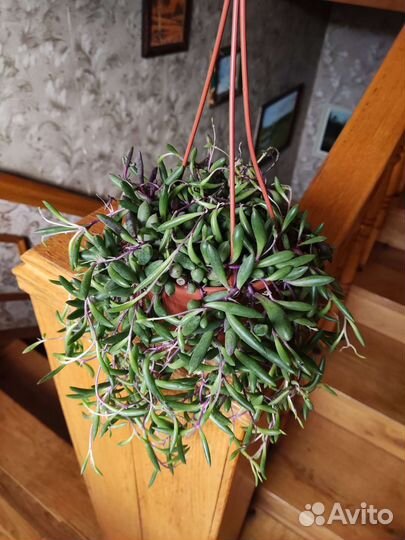 Сенецио purple flush