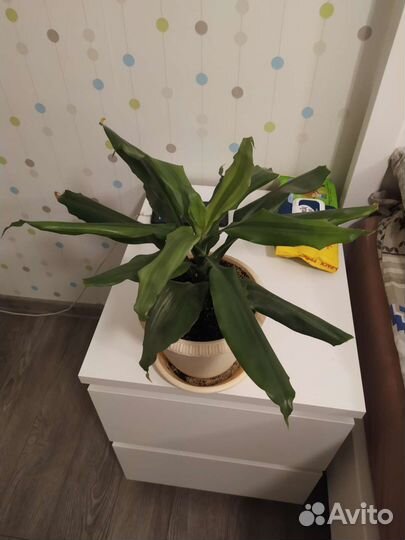 Комнатные растения