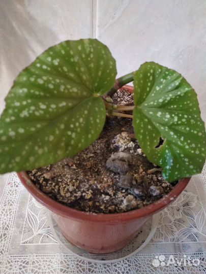 Цветочек,свиное ушко