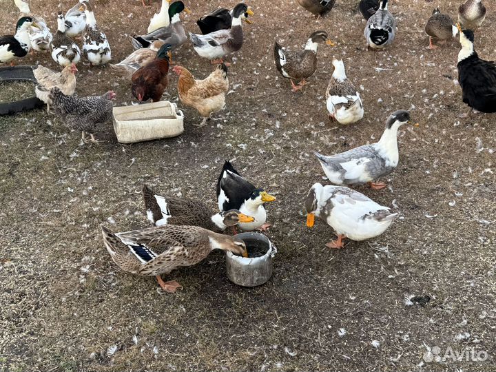 Утка русская на мясо и на завод