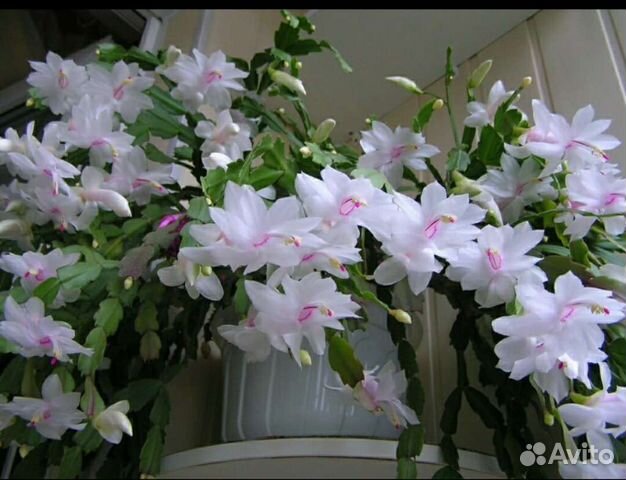 Декабрист (шлюмбергер) белый