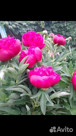 Пионы саженцы(корни), ландыши саженцы