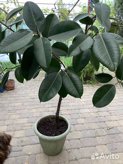 Прекрасные цветы