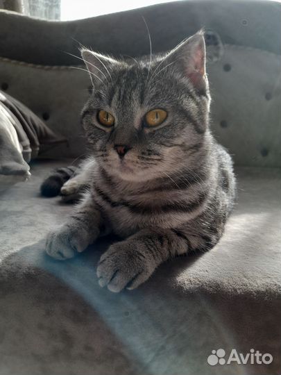 Кошка в дар