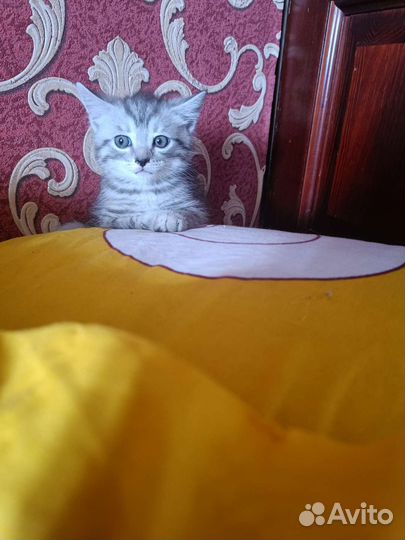 Кошки шотландцы