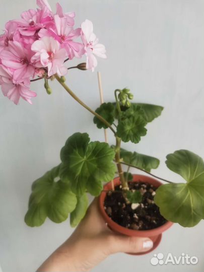 Герань розовая