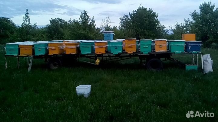 Продам ульи для пчел