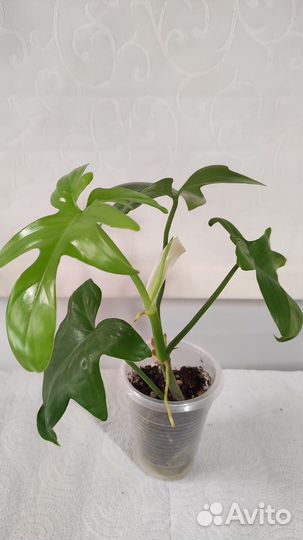 Эпипремнум,филодендрон,хойи