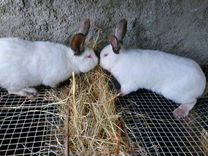 Кролики для разведения и мясо кролика