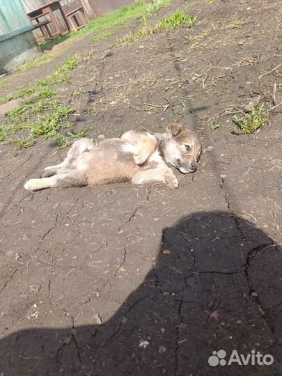 Щенки (в добрые руки )