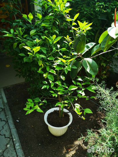 Комнатные растения цветы