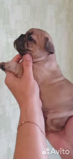 Дети голубых кровей