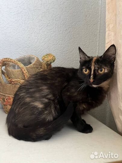 Трехцветная Джессика на счастье