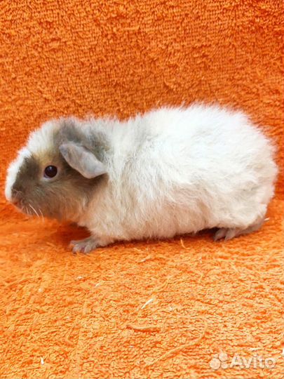 Морская свинка