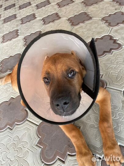 Маленькая собака