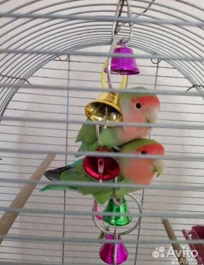 Попугаи неразлучники