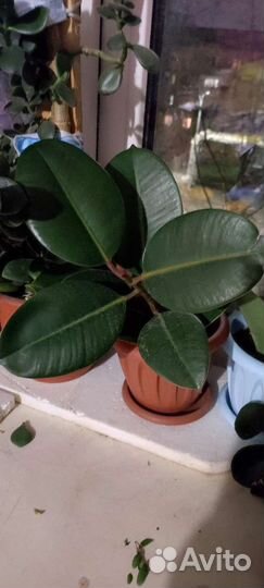 Фикус каучуконосный