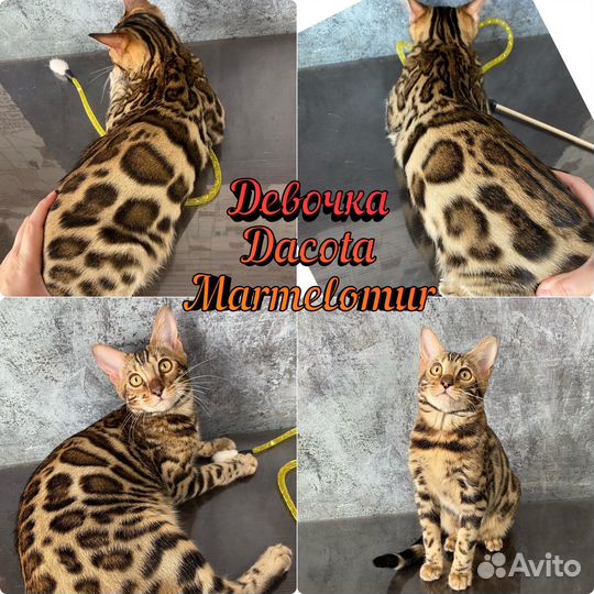Бенгальские клубные котята
