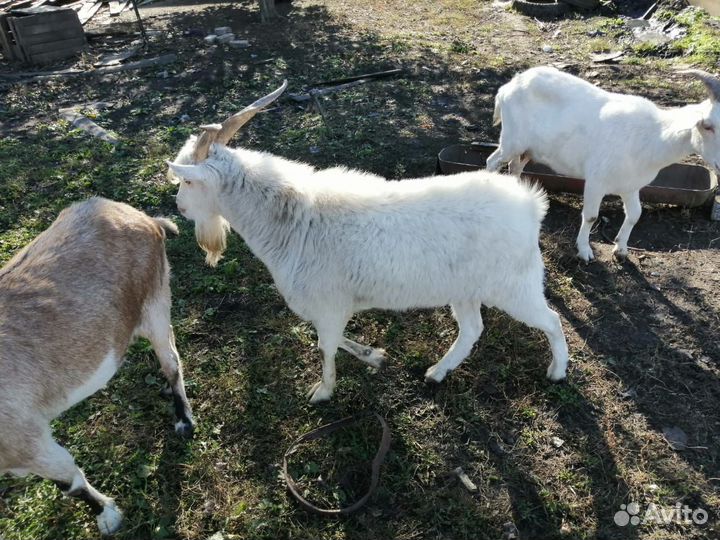 Козел зааненский