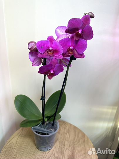 Орхидея фаленопсис Вивальди,d12h50