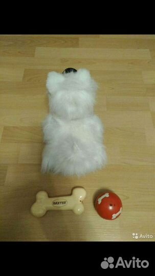 Собака Бакстер