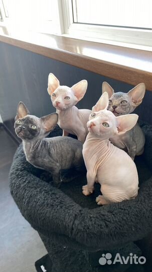 Канадский сфинкс котенок