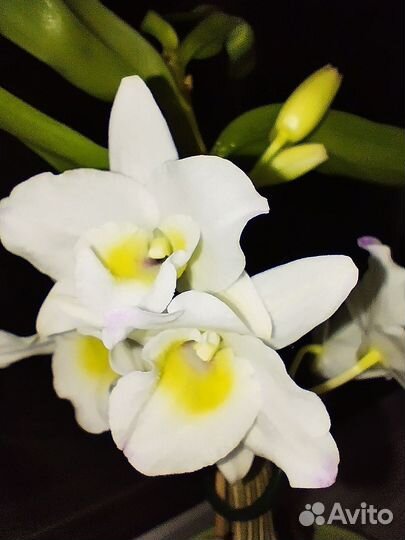 Дендробиум нобиле