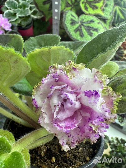 Комнатные растения цветы