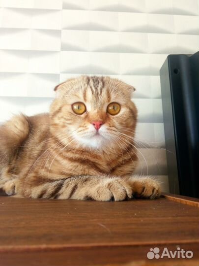 Домашняя передержка