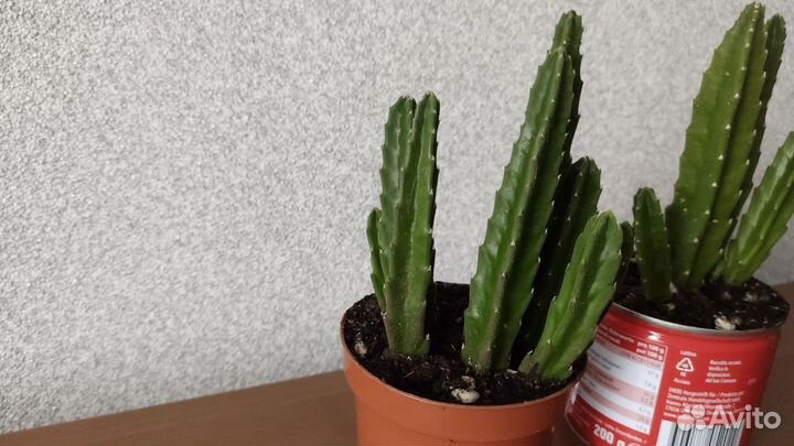 Стапелия крупноцветковая