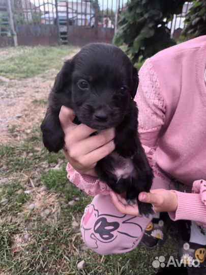 Щенки в добрые руки