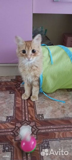 Рыжее счастье