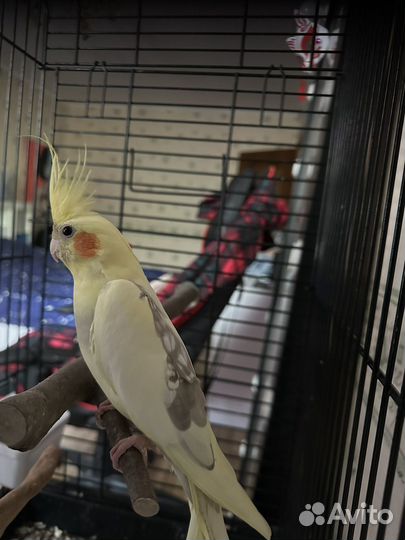 Молодой мальчик породы 