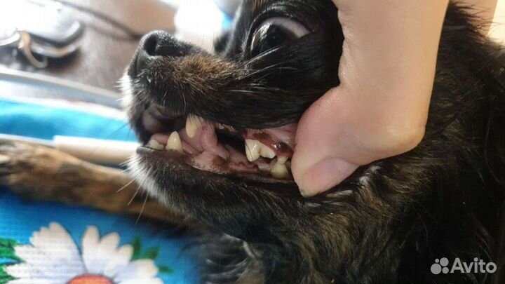 Читка зубов ультразвуком у собак и кошек