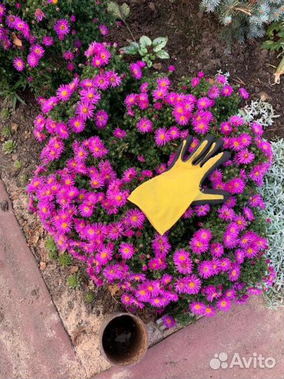 Астра кустарниковая Дженни