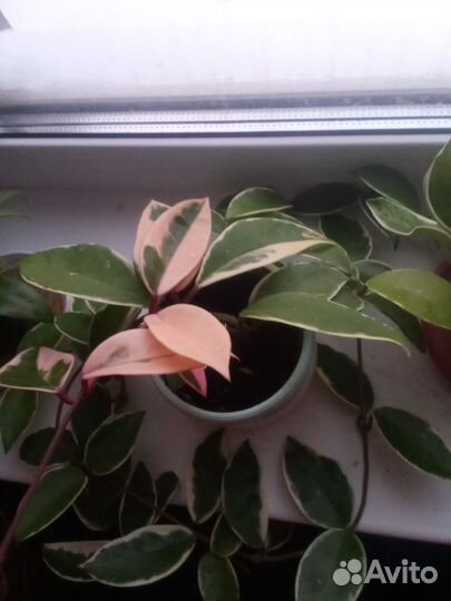 Хойя сплэш 997, хойя Кримсон квин