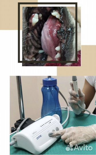 Чистка зубов собакам без наркоза